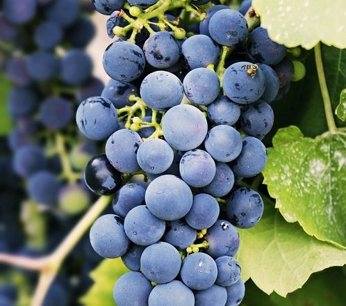 Vitamin Bakımından Zengin Besinler: Farkındalık ve Sağlık